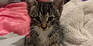London is registered to the contest to win money with this photo: kitten, tabby, cat, indoor, bed, blanket, pillow, fur, pet, cute, animal, whiskers, young, curious, cozy, soft, feline, resting, paw, domestic