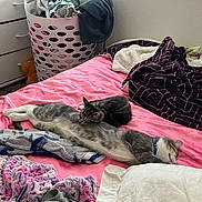 London joined the competition — help win amazing prizes! bed, blanket, cat, clothing, cozy, domestic, feline, furniture, indoor, laundry, light, napping, pet, pink, pillow, resting, sleeping, soft, towel, window