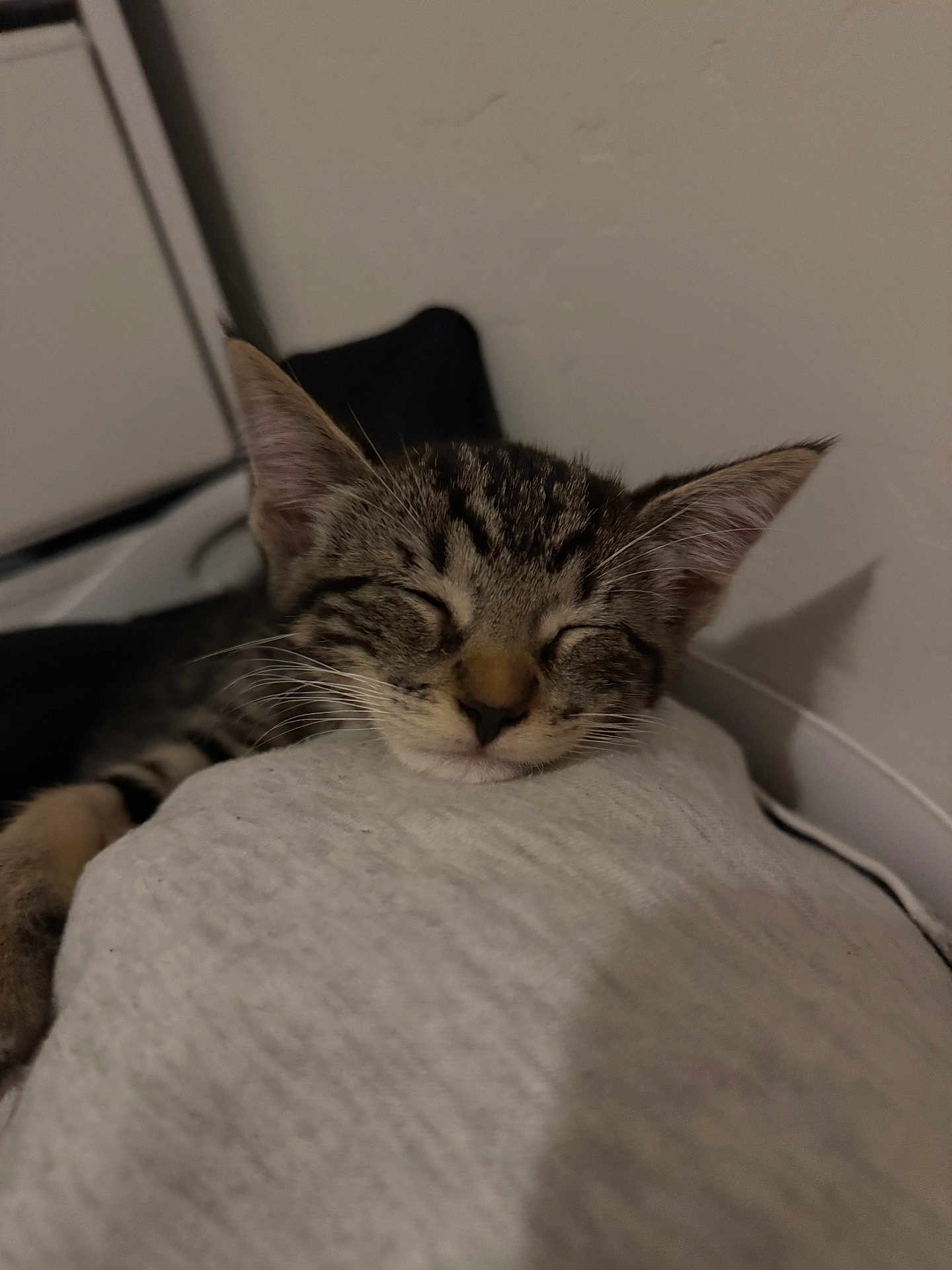 London is registered to the contest to win money with this photo: kitten, cat, sleeping, tabby, indoor, resting, closeup, pet, animal, cozy, fur, whiskers, ears, cute, young, nap, soft, face, peaceful, gray