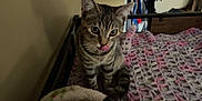 Misty is registered to the contest to win money with this photo: kitten, cat, tabby, pet, animal, bed, blanket, crocheted_blanket, indoor, furniture, cute, whiskers, ears, tongue, striped, small, domestic_cat, curious, young, feline