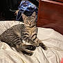 Misty is registered to the contest to win money with this photo: cat, kitten, tabby, pet, animal, feline, indoor, bed, blanket, resting, cute, fur, whiskers, paws, sleepy, home, furniture, bag, cozy, relaxed