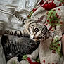 Misty is registered to the contest to win money with this photo: kitten, cat, tabby, pet, animal, feline, cute, cozy, blanket, patterned_blanket, indoor, resting, young, fur, whiskers, ears, eyes, sleepy, home, cute_pet