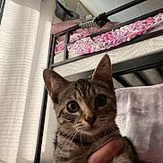 Misty is registered to the contest to win money with this photo: kitten, tabby, cat, pet, indoor, bunk_bed, blanket, hand, curtains, window, bedroom, furniture, striped, young_cat, whiskers, ears, cute, curious, light, shadow