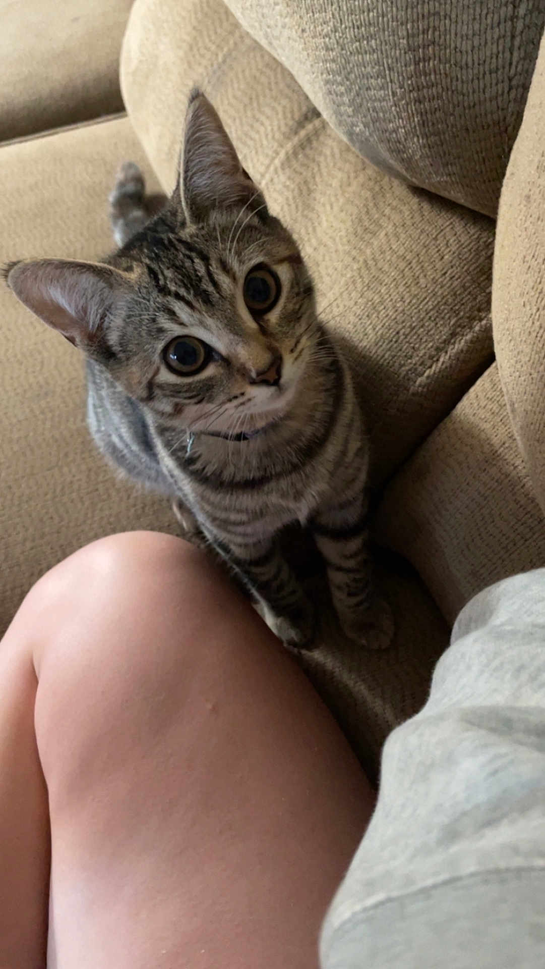 Misty is registered to the contest to win money with this photo: cat, kitten, tabby, striped, indoor, couch, furniture, curious, pet, animal, young, looking_up, person, skin, clothing, cozy, relaxing, home, closeup, cute