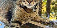 Brother is registered to the contest to win money with this photo: cat, tabby, green_eyes, close_up, glass_table, outdoor, wooden_railings, curious, animal, pet, feline, whiskers, fur, paw, reflection, nature, sunlight, collar, domestic_cat, relaxed