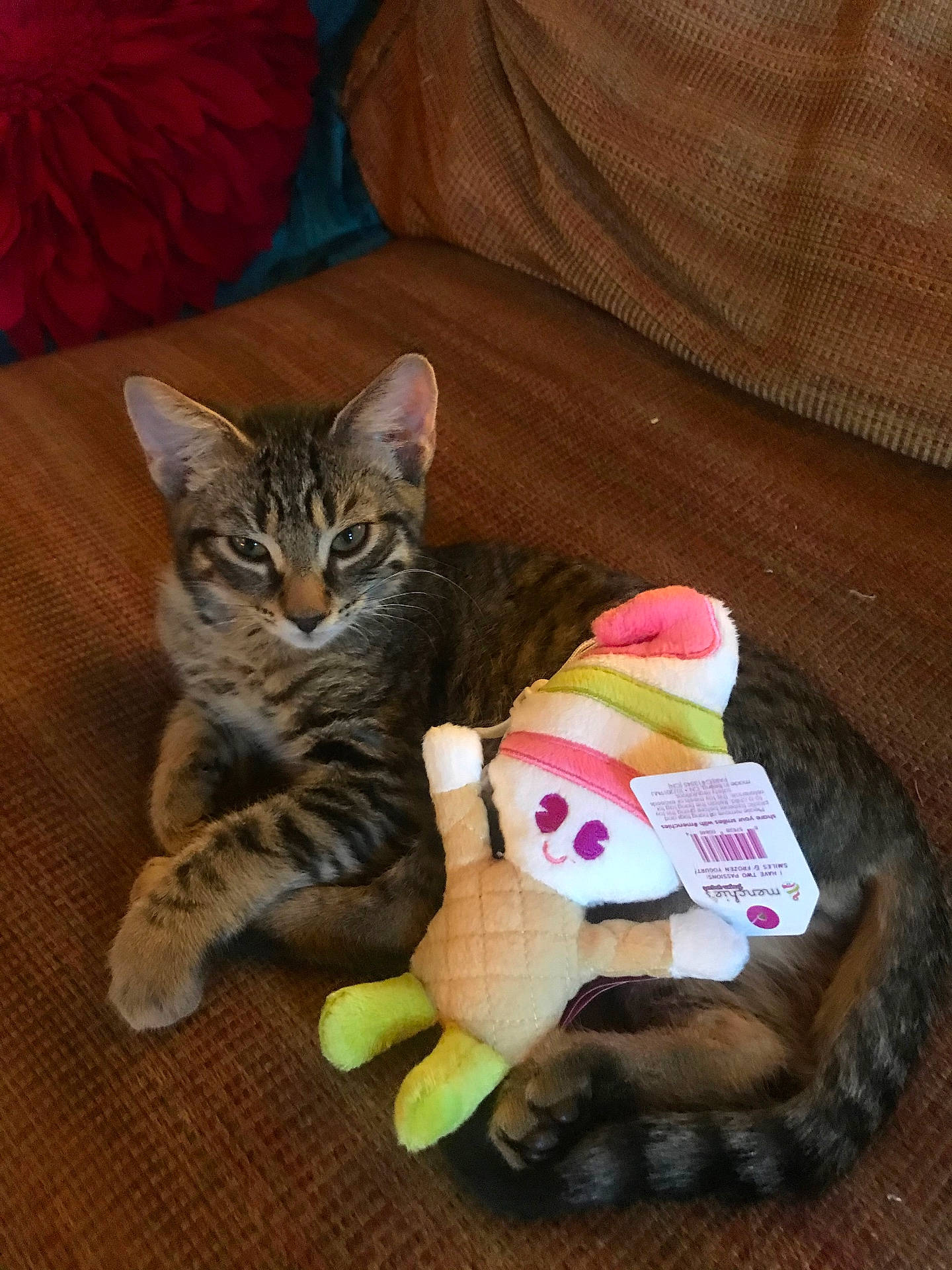 Brother joined the competition — help win amazing prizes! animal, brown, cat, colorful, couch, cozy, cute, feline, furniture, indoor, kitten, pet, pillow, plush_toy, red, relaxed, resting, soft_toy, tabby, toy