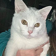 Penny is registered to the contest to win money with this photo: cat, white_cat, pet, animal, feline, close_up, indoor, person, hand, holding, fur, whiskers, ears, eyes, cute, domestic_animal, face, portrait, looking, calm