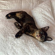 Cleo joined the competition — help win amazing prizes! kitten, cat, tortoiseshell, pet, animal, feline, cute, fluffy, blanket, white, bed, indoor, resting, young, small, cozy, fur, whiskers, ears, eyes