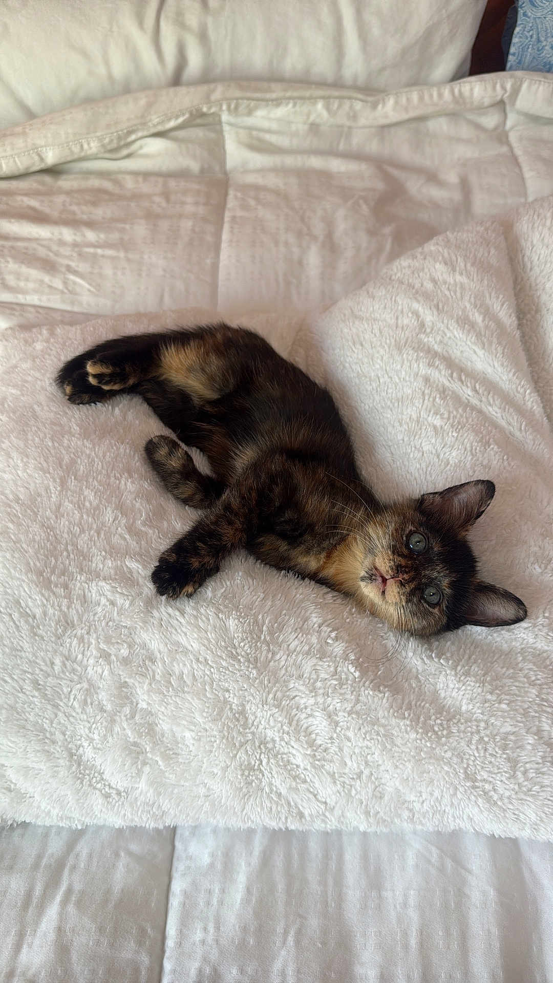 Cleo joined the competition — help win amazing prizes! kitten, cat, tortoiseshell, pet, animal, feline, cute, fluffy, blanket, white, bed, indoor, resting, young, small, cozy, fur, whiskers, ears, eyes