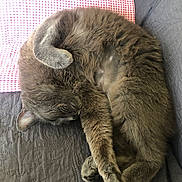 Lili a rejoint le concours — aidez-le/la à gagner de superbes lots ! abyssinian, animal, architecture, armchair, building, cat, chair, couch, cushion, furniture, homedecor, indoors, interiordesign, kitten, linen, livingroom, manx, person, pet, sleeping