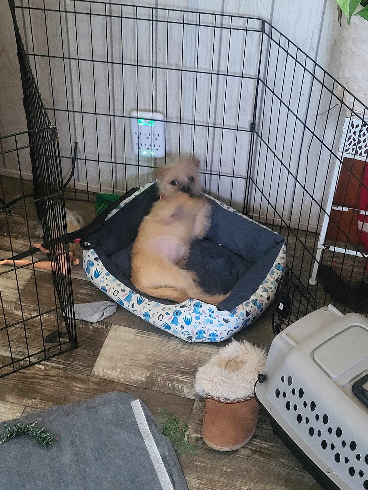 Zoey is registered to the contest to win money with this photo: dog, small_dog, pet_bed, pet_crate, playpen, slipper, flooring, wood_floor, power_outlet, electrical_plug, pet_carrier, toy, doll, plant, basket, blanket, relaxed, lying_down, indoor, cute