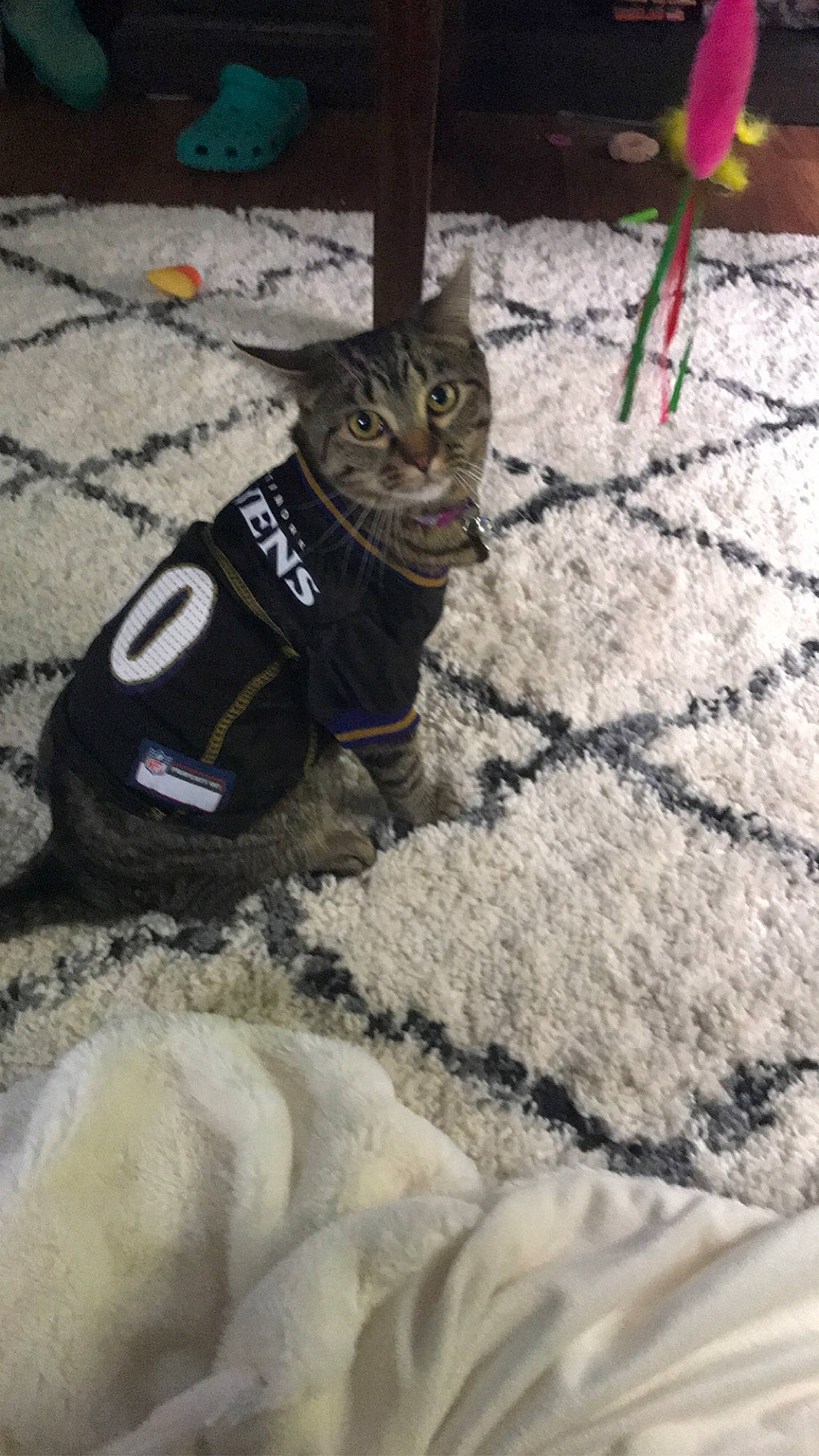 Mel is registered to the contest to win money with this photo: canidae, carnivore, cat, felidae, sand, small_to_medium_sized_cats, sporting_group