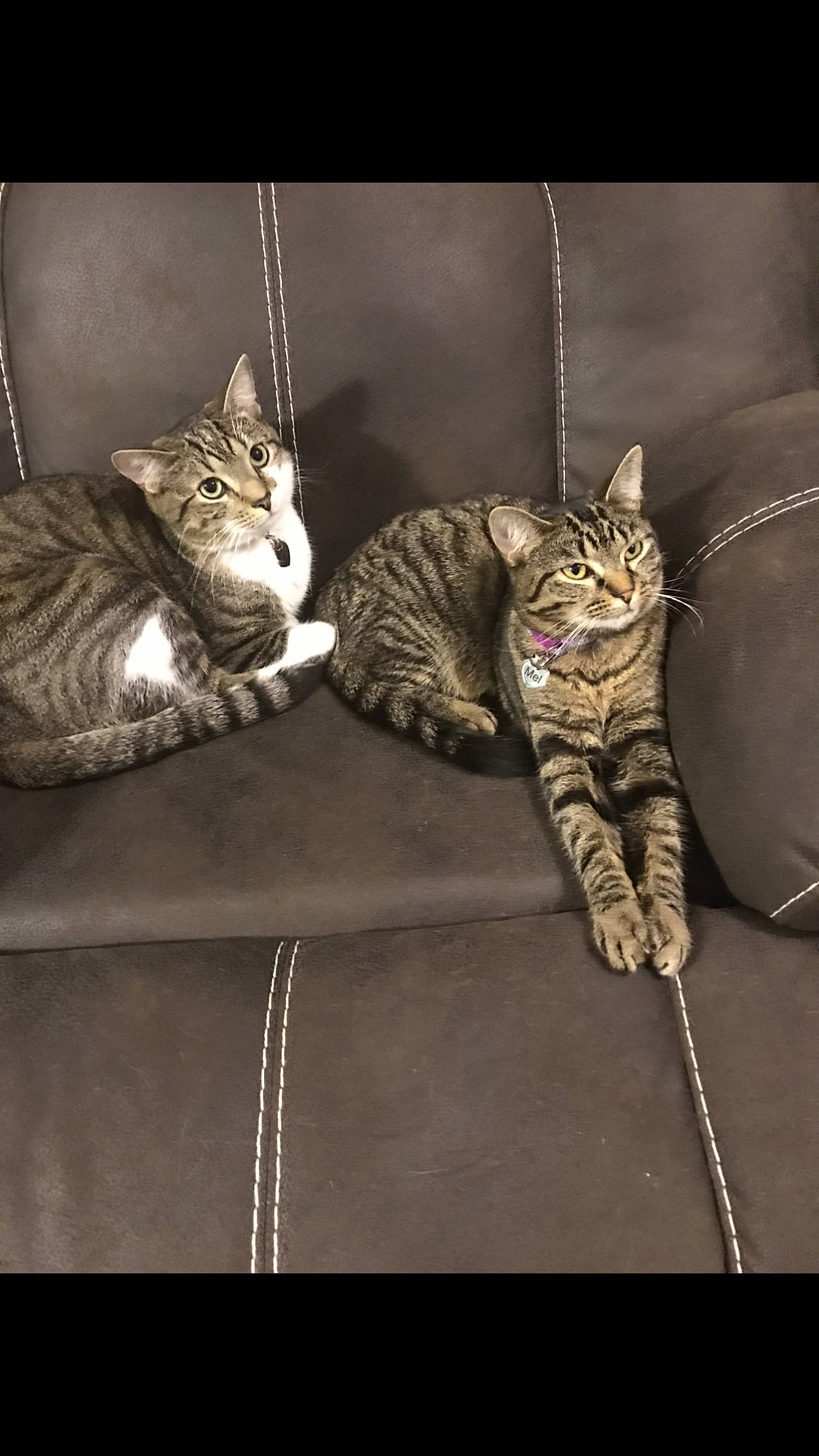 Mel joined the competition — help win amazing prizes! asian, bengal, california_spangled, carnivore, cat, domestic_short_haired_cat, dragon_li, egyptian_mau, european_shorthair, felidae, mammal, ocicat, pixie_bob, savannah, small_to_medium_sized_cats, sokoke, tabby_cat, toyger, vertebrate, whiskers