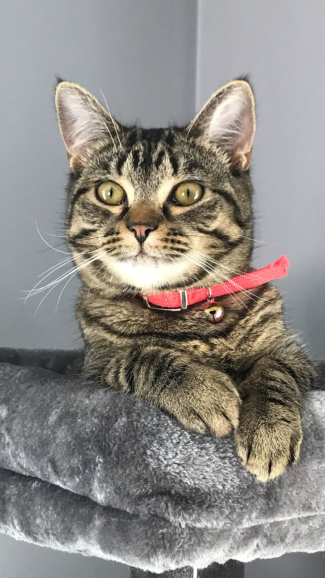 Mel is registered to the contest to win money with this photo: aegean_cat, american_shorthair, american_wirehair, asian, california_spangled, carnivore, cat, domestic_short_haired_cat, dragon_li, european_shorthair, felidae, kitten, mammal, pixie_bob, small_to_medium_sized_cats, snout, tabby_cat, vertebrate, whiskers, wild_cat