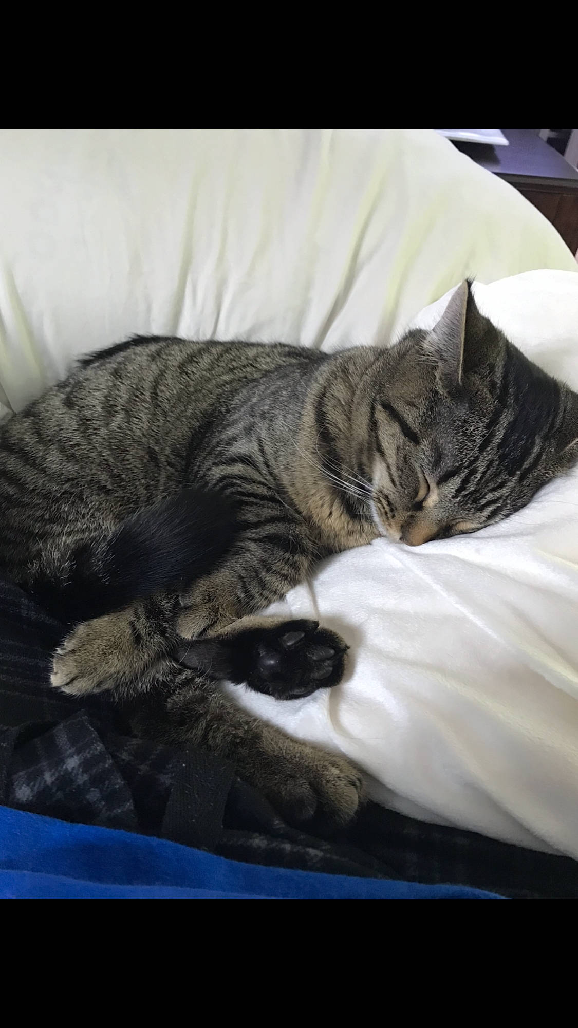 Mel is registered to the contest to win money with this photo: american_shorthair, asian, carnivore, cat, comfort, domestic_short_haired_cat, dragon_li, european_shorthair, felidae, fur, kitten, nap, sleep, small_to_medium_sized_cats, tabby_cat, whiskers