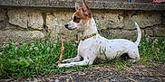 Volt a rejoint le concours — aidez-le/la à gagner de superbes lots ! dog, grass, stone_wall, stick, outdoor, pet, animal, fence, brown_spots, white_fur, collar, alert, ears_up, tail_up, ground, nature, playful, small_dog, focused, resting