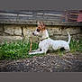 alert, animal, brown_spots, collar, dog, ears_up, fence, focused, grass, ground, nature, outdoor, pet, playful, resting, small_dog, stick, stone_wall, tail_up, white_fur