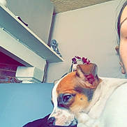 Volt a rejoint le concours — aidez-le/la à gagner de superbes lots ! dog, puppy, person, face, indoor, couch, sitting, resting, snuggling, cozy, brown_and_white, ears, nose, flower, statue, shelf, ceiling, wall, relaxing, home