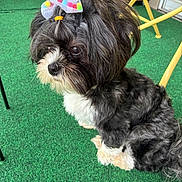 Mocha is registered to the contest to win money with this photo: dog, small_dog, black_and_white, fluffy, bow, hair_bow, groomed, sitting, pet, canine, long_hair, white_chest, white_paws, outdoor, green_turf, patio, yellow_furniture, portrait, cute, animal