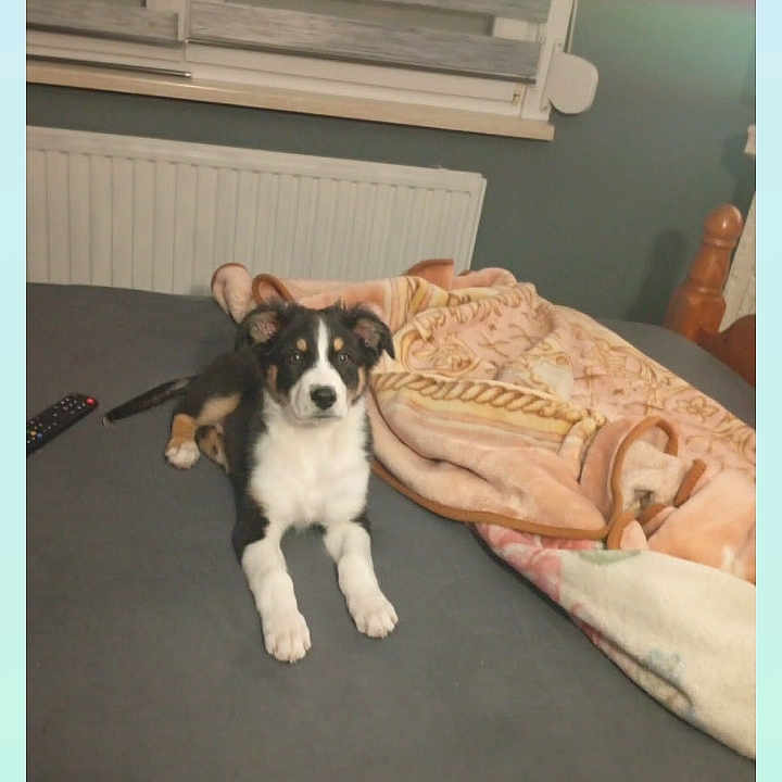 Simba a rejoint le concours — aidez-le/la à gagner de superbes lots ! puppy, dog, bed, blanket, remote_control, window, radiator, indoor, pet, animal, furniture, room, sleeping_area, cozy, curious, black_and_white, wooden_bedpost, resting, domestic, young_dog