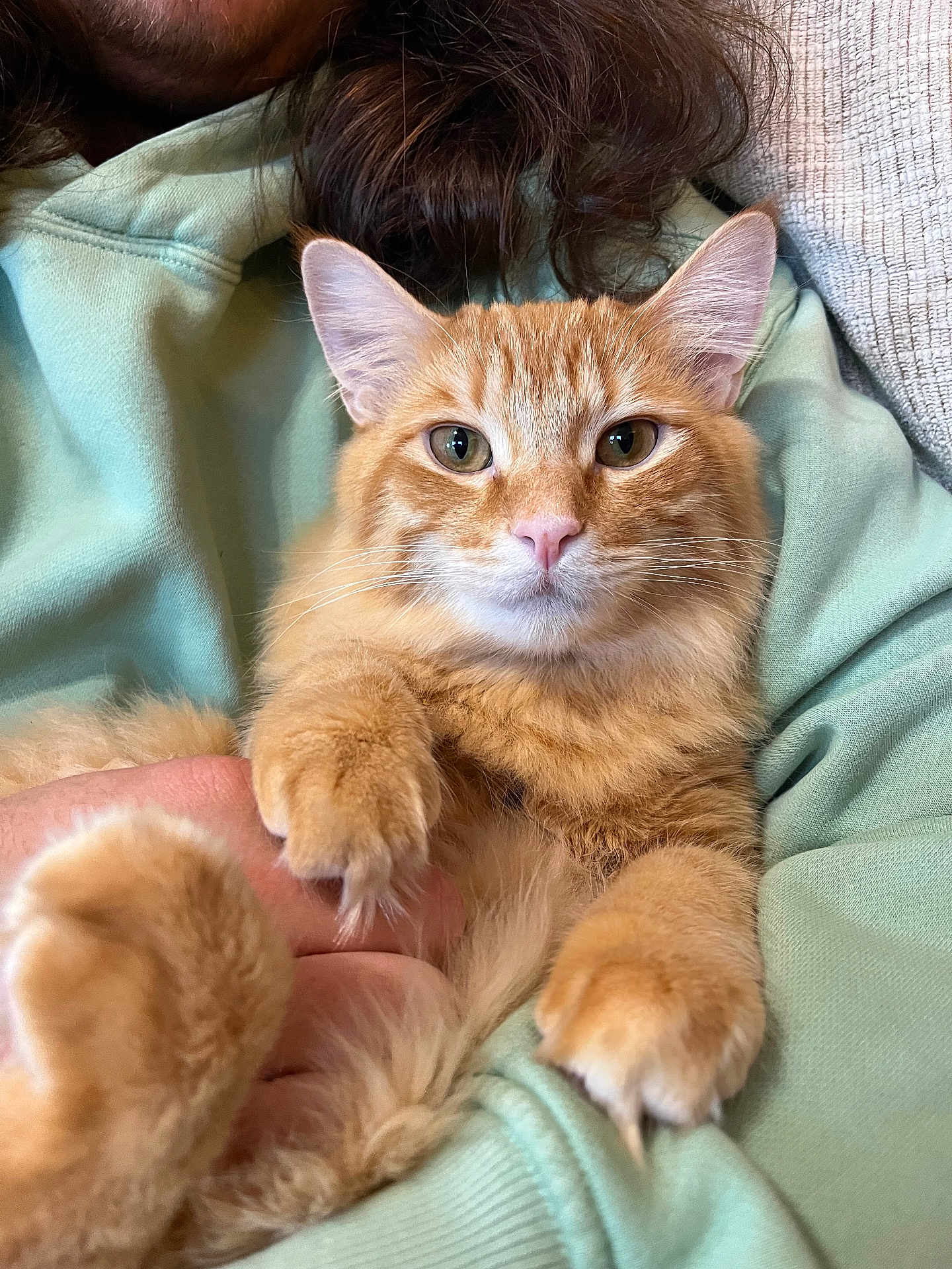 Sparrow joined the competition — help win amazing prizes! cat, orange_cat, pet, animal, feline, fur, whiskers, ears, paws, person, arms, sweatshirt, green_clothing, close_up, portrait, indoor, relaxed, cozy, comfort, cute