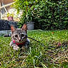 Youmi participe au concours pour gagner de l'argent avec cette photo : alert, animal, backyard, cat, feline, garden, grass, gray_fur, greenery, kitten, leash, lying_down, outdoor, pet, potted_plant, red_collar, sitting, tabby, whiskers, wide_eyed