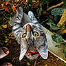 Youmi participe au concours pour gagner de l'argent avec cette photo : animal, cat, close_up, feline, foliage, funny_pose, garden, gray_cat, ivy, leaves, outdoor, pet, portrait, red_collar, soil, tree, upside_down, whiskers, wide_eyes, yellow_eyes