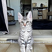 Youmi a rejoint le concours — aidez-le/la à gagner de superbes lots ! cat, kitten, tabby, animal, pet, fur, striped, sitting, standing, portrait, front_view, green_eyes, ears, whiskers, paws, tail, doorway, indoor, tile_floor, home