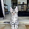 cat, kitten, tabby, animal, pet, fur, striped, sitting, standing, portrait, front_view, green_eyes, ears, whiskers, paws, tail, doorway, indoor, tile_floor, home