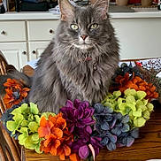 Harlow is registered to the contest to win money with this photo: cat, gray_cat, fluffy, longhaired, pet, animal, portrait, sitting, collar, bell, whiskers, green_eyes, ears, flowers, bouquet, colorful, orange_flowers, purple_flowers, indoor, table