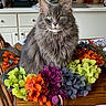 cat, gray_cat, fluffy, longhaired, pet, animal, portrait, sitting, collar, bell, whiskers, green_eyes, ears, flowers, bouquet, colorful, orange_flowers, purple_flowers, indoor, table
