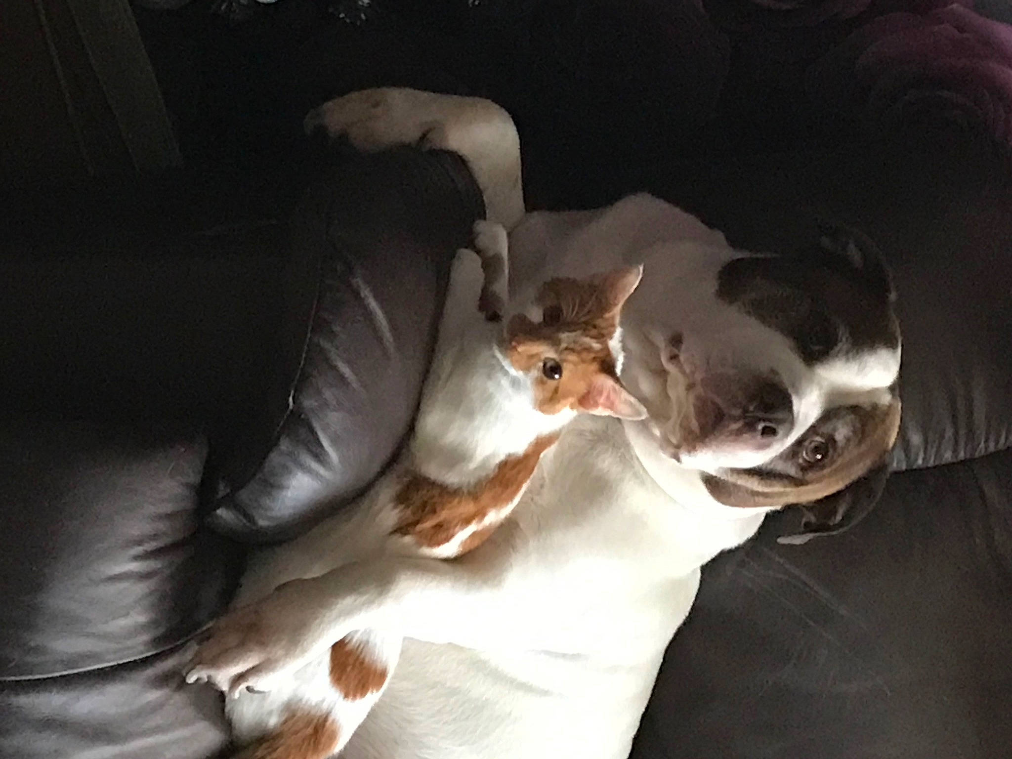 Dave is registered to the contest to win money with this photo: canidae, carnivore, comfort, companion_dog, darkness, dog_breed, ear, elbow, fawn, felidae, flash_photography, fur, human_leg, paw, room, sitting, small_to_medium_sized_cats, sporting_group, tail, whiskers