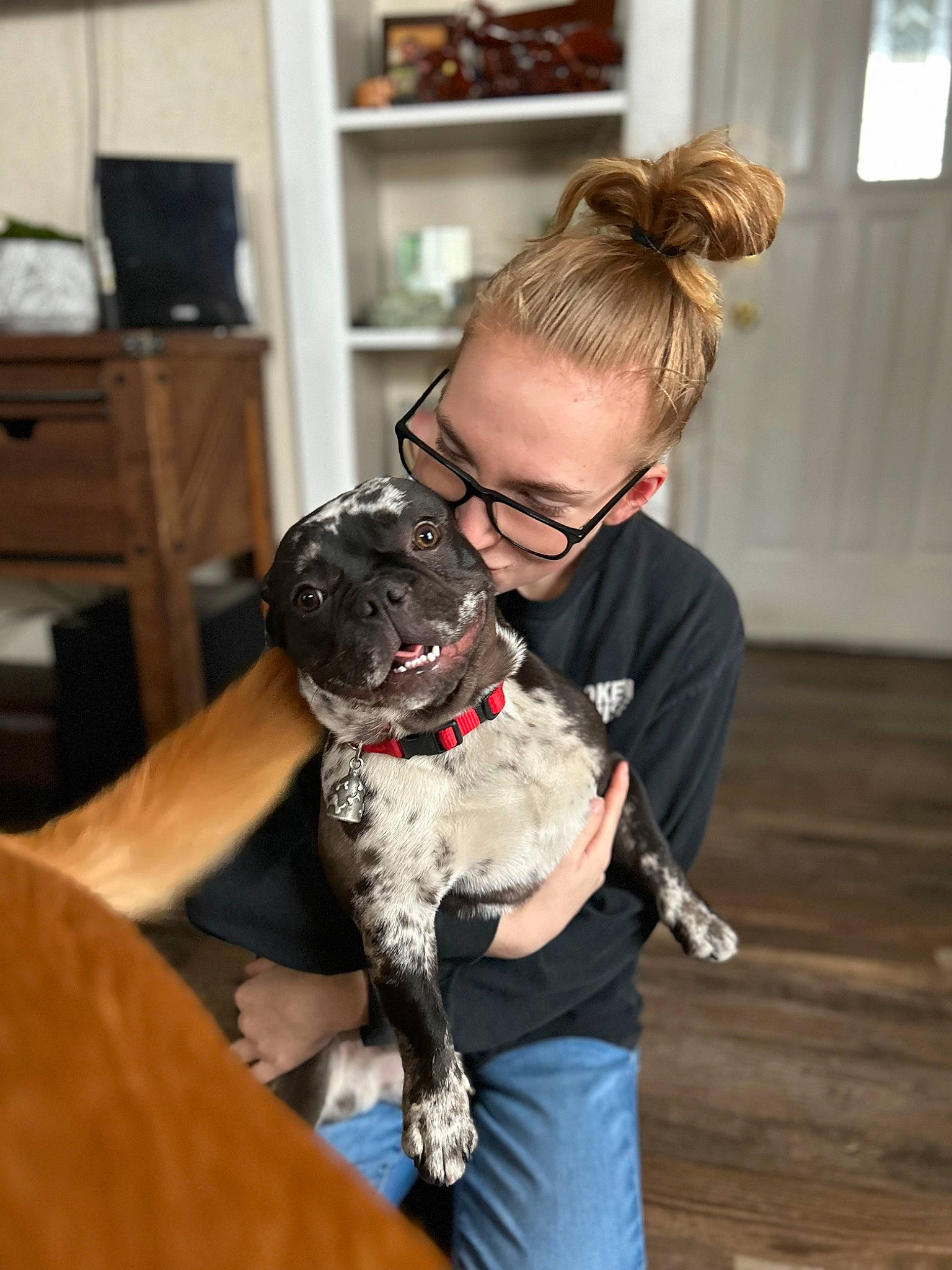 Mack is registered to the contest to win money with this photo: canidae, carnivore, collar, companion_dog, couch, dog, dog_breed, dog_collar, eyewear, fawn, fur, glasses, hug, leash, sitting, snout, sporting_group, television, toy_dog, working_animal