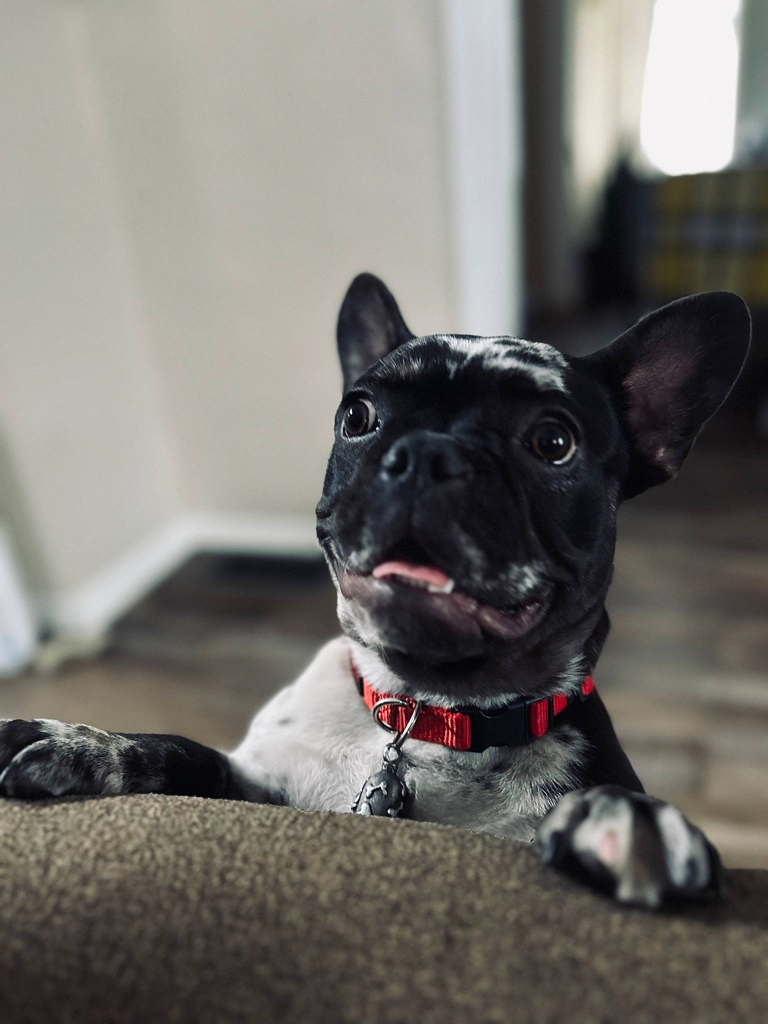 Mack is registered to the contest to win money with this photo: bicycle, canidae, carnivore, collar, companion_dog, dog, dog_breed, dog_collar, dog_supply, ear, fawn, fur, guard_dog, leash, monochrome_photography, party_hat, tail, toy_dog, whiskers, window