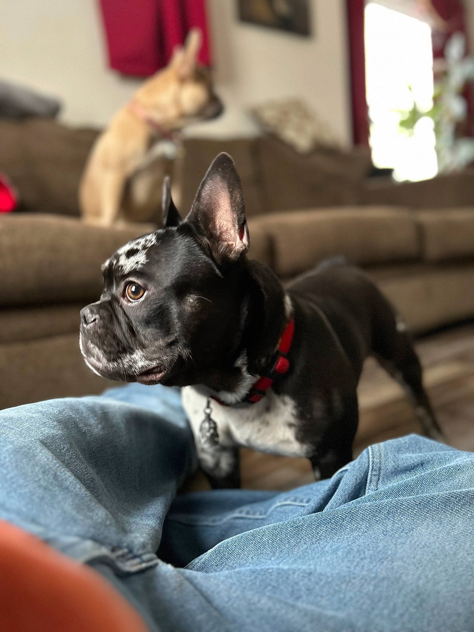 Mack is registered to the contest to win money with this photo: carnivore, collar, comfort, companion_dog, couch, dog, dog_breed, fawn, felidae, fur, grey, guard_dog, houseplant, living_room, picture_frame, puppy, room, small_to_medium_sized_cats, whiskers, working_animal