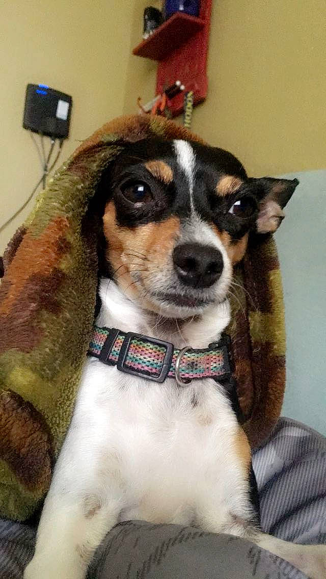 Daisy joined the competition — help win amazing prizes! aircraft, canidae, carnivore, chair, collar, companion_dog, dog, dog_breed, dog_collar, dog_supply, eyewear, leash, monoplane, snout, sporting_group, television, tie, wall_plate, whiskers, working_animal