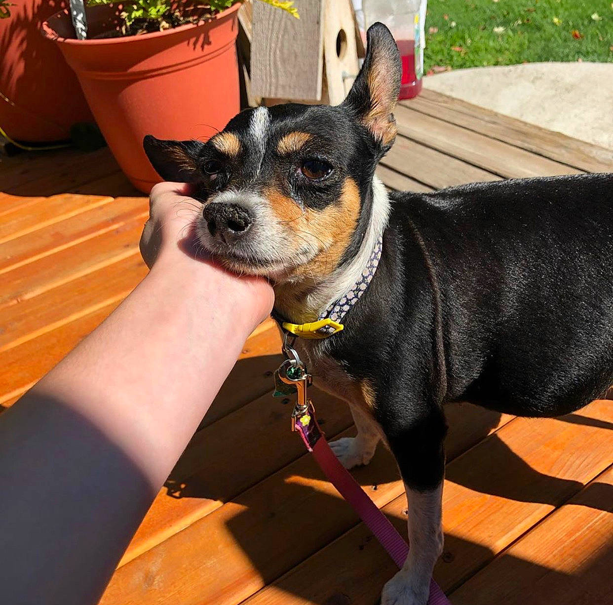 Daisy joined the competition — help win amazing prizes! canidae, carnivore, collar, companion_dog, dog, dog_breed, dog_collar, dog_supply, fashion_accessory, fawn, flowerpot, houseplant, leash, non_sporting_group, plant, snout, sporting_group, toy_dog, working_animal, working_dog