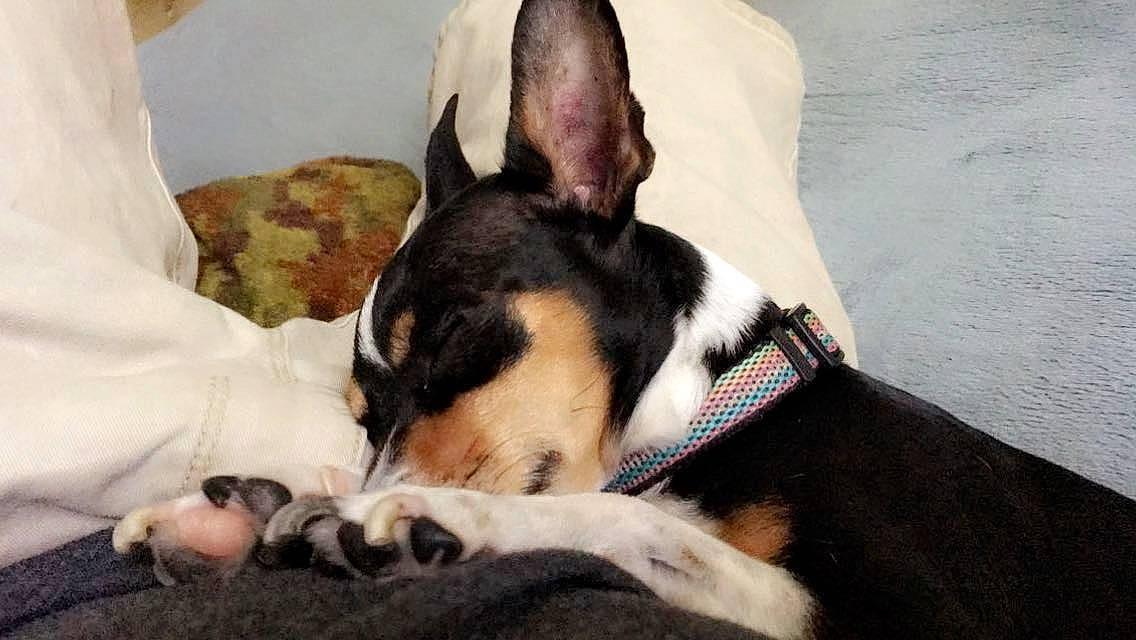 Daisy is registered to the contest to win money with this photo: bull_terrier, carnivore, chilean_fox_terrier, collar, comfort, companion_dog, dog, dog_breed, fawn, nap, paw, small_terrier, snout, sporting_group, terrestrial_animal, terrier, toy_dog, whiskers, working_animal, working_dog