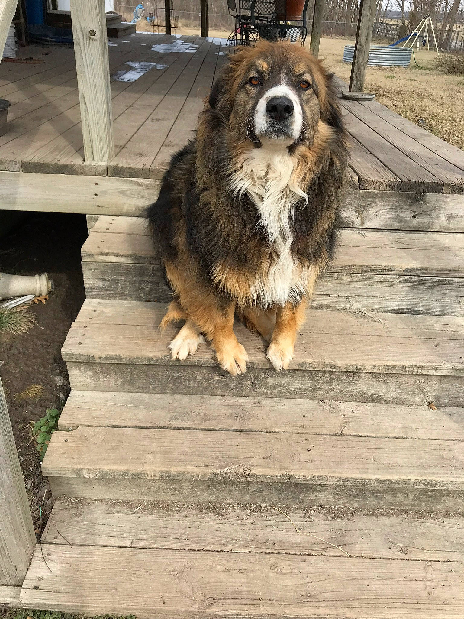 Bear is registered to the contest to win money with this photo: canidae, carnivore, companion_dog, dog, dog_breed, flooring, fur, hardwood, herding_dog, plant, road_surface, scotch_collie, small_terrier, snout, sporting_group, terrestrial_animal, terrier, tree, wood, working_dog