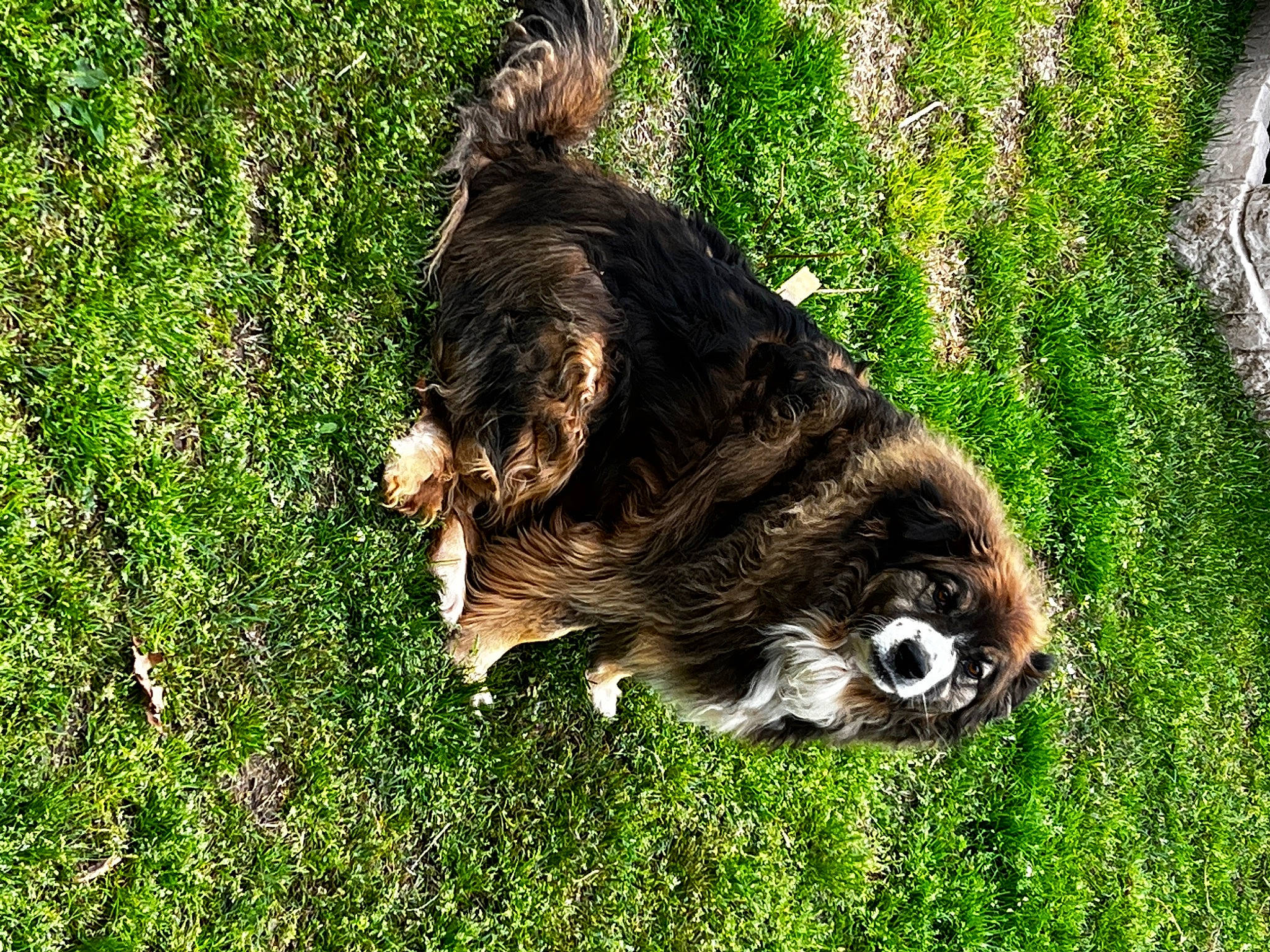 Bear is registered to the contest to win money with this photo: bat, bird_of_prey, canidae, carnivore, companion_dog, dog, dog_breed, fawn, felidae, fur, grass, groundcover, lawn, liver, plant, small_to_medium_sized_cats, snout, sporting_group, tail, terrestrial_animal