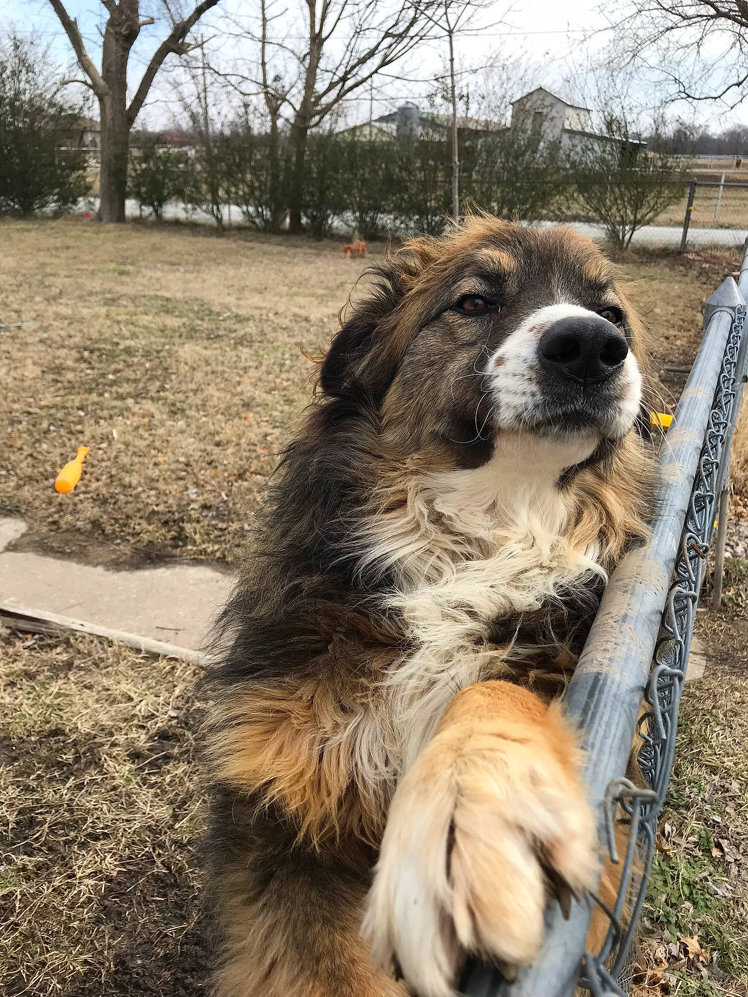 Bear is registered to the contest to win money with this photo: canidae, carnivore, cloud, companion_dog, dog, dog_breed, fence, fur, grass, gun_dog, plant, sky, snout, sporting_group, terrestrial_animal, tree, working_animal, working_dog