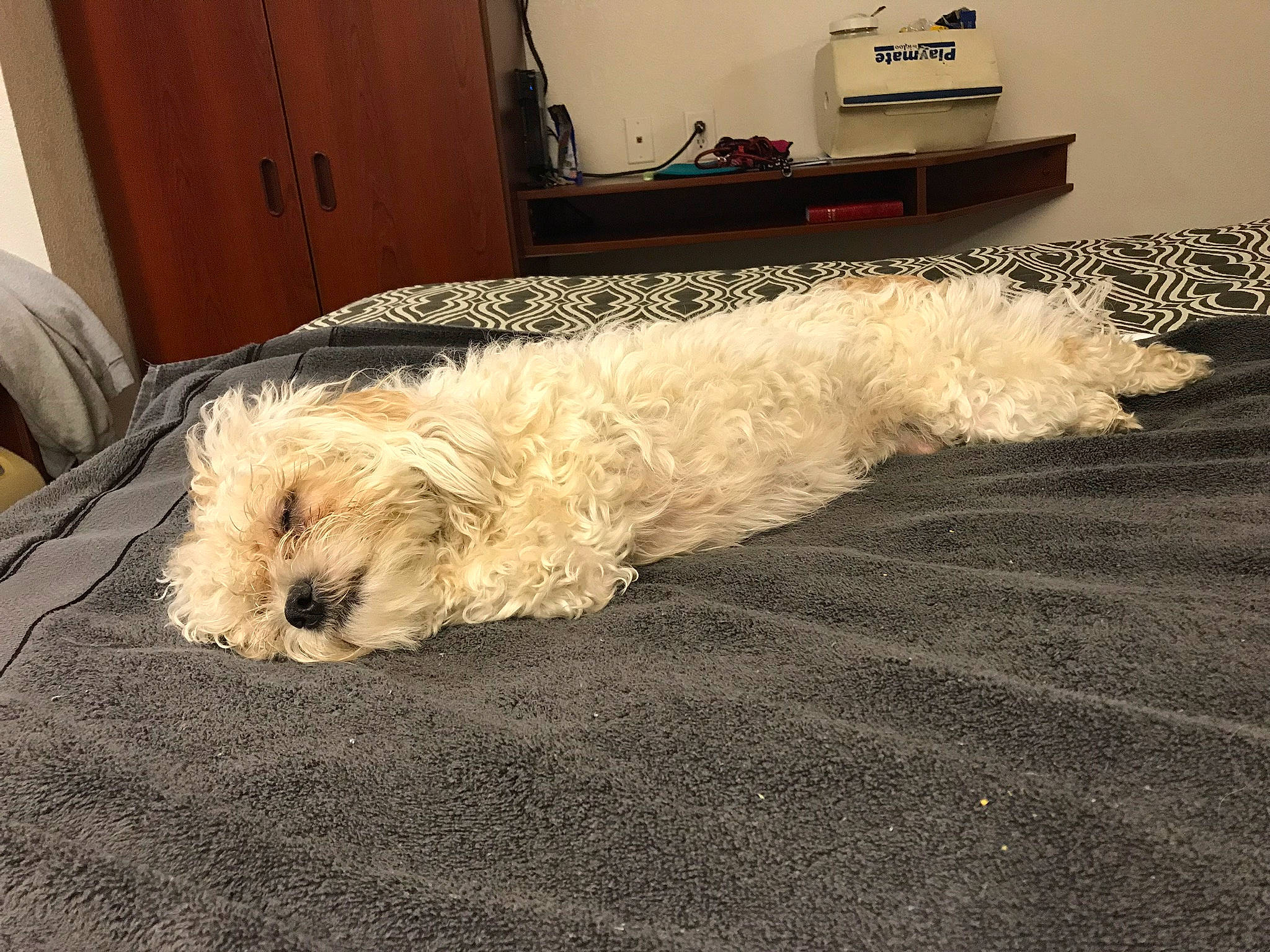 Bella is registered to the contest to win money with this photo: canidae, carnivore, comfort, companion_dog, couch, dog, dog_breed, fawn, floor, flooring, fur, hardwood, room, small_terrier, sporting_group, tail, terrier, toy_dog, wood, working_animal