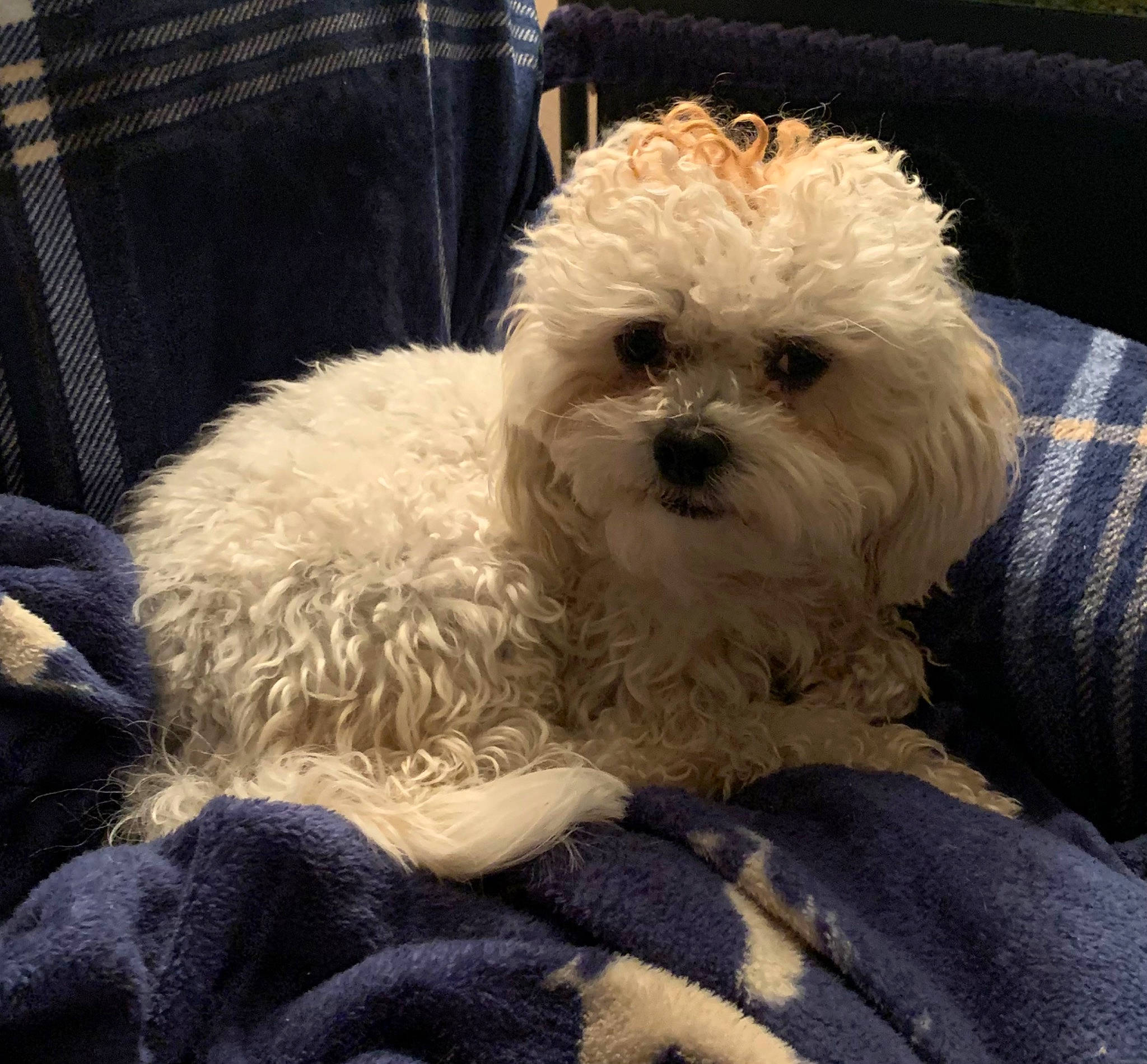 Bella joined the competition — help win amazing prizes! canidae, carnivore, chair, companion_dog, dog, dog_breed, eye, fur, labradoodle, poodle, poodle_crossbreed, puppy_love, shih_poo, small_terrier, snout, sporting_group, terrier, toy_dog, water_dog, working_animal