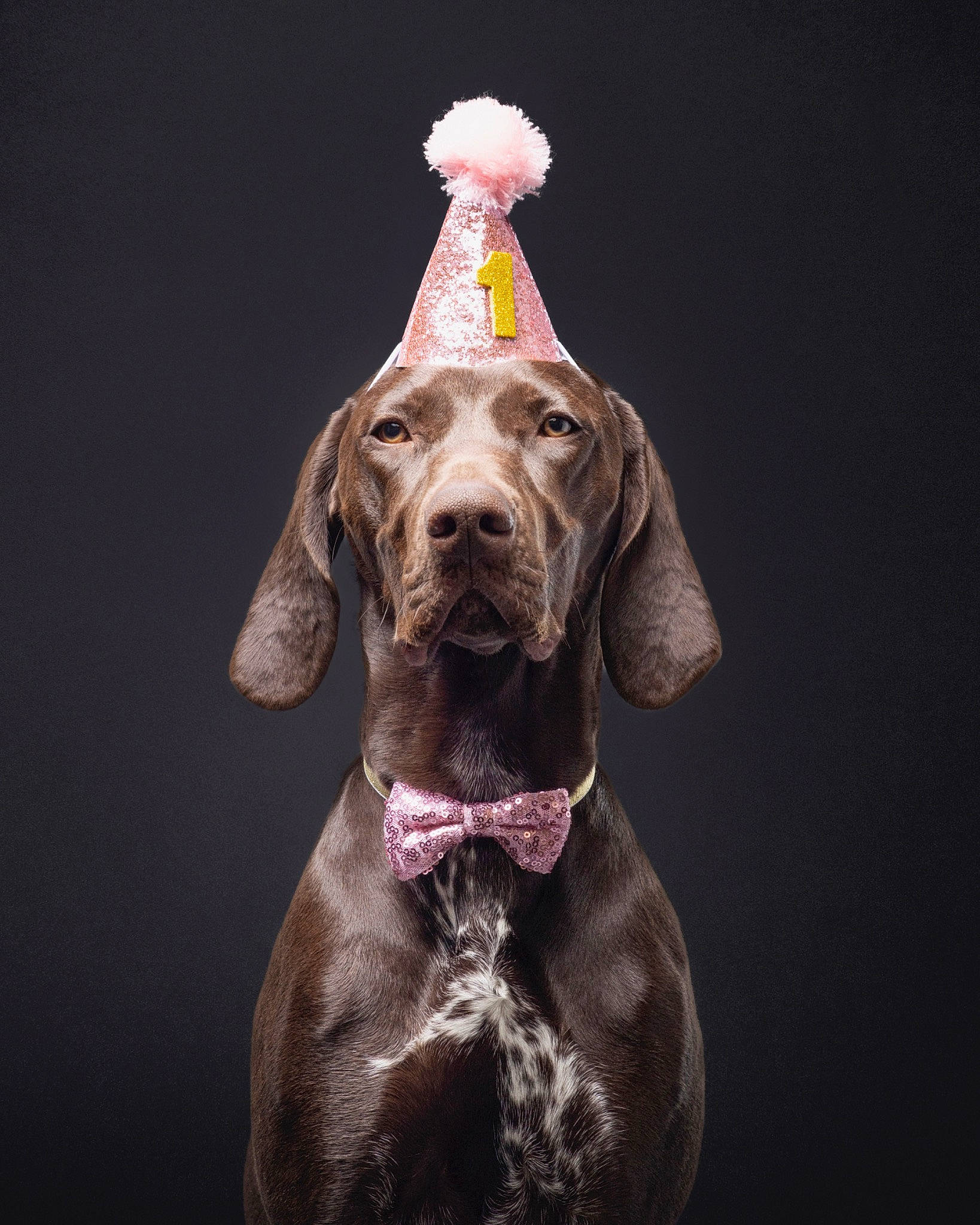 Isla joined the competition — help win amazing prizes! art, canidae, carnivore, collar, companion_dog, dog, dog_breed, dog_collar, dog_supply, ear, fawn, fur, gun_dog, hound, liver, pet_supply, snout, sporting_group, whiskers, working_animal