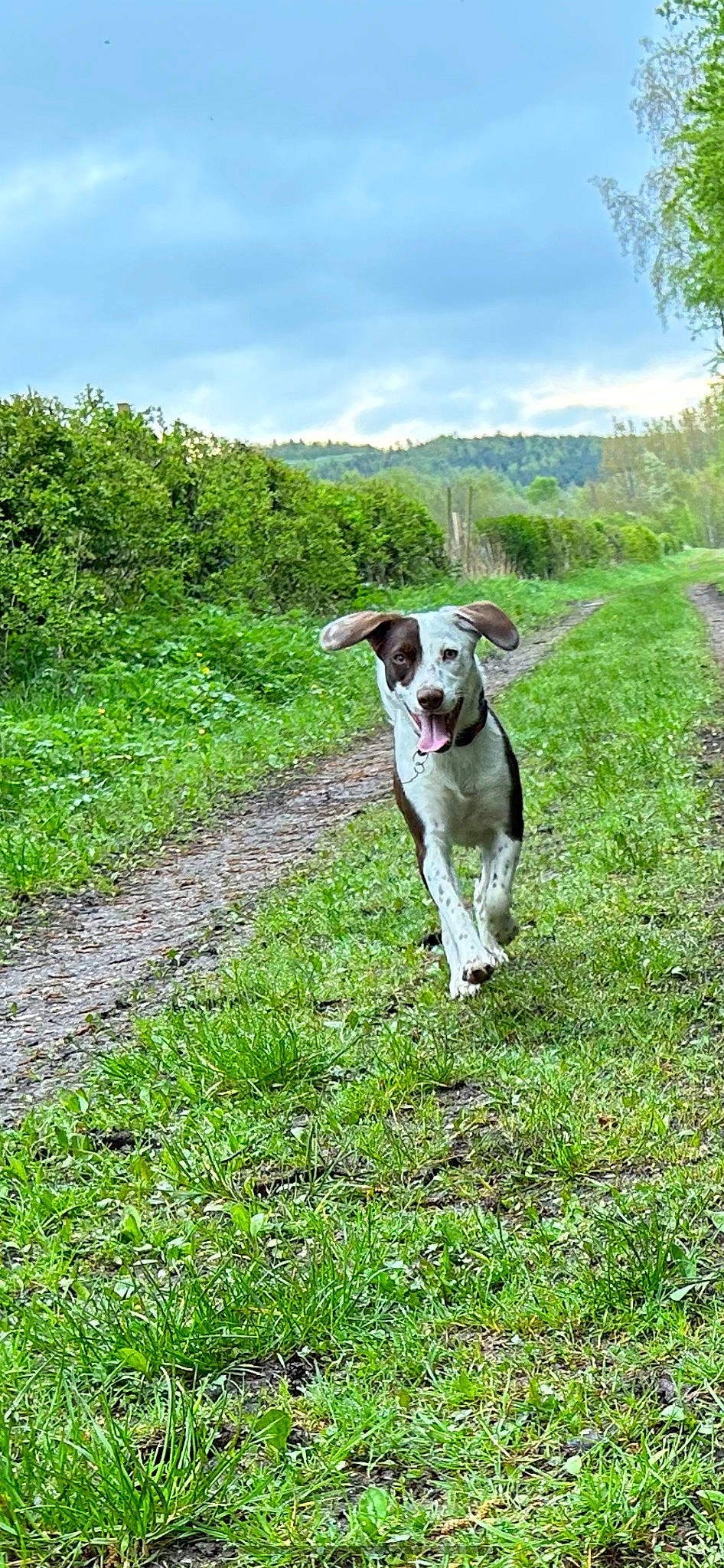 Penny is registered to the contest to win money with this photo: canidae, carnivore, cloud, collar, companion_dog, dog, dog_breed, dog_collar, grass, grassland, hill, landscape, natural_landscape, pasture, plant, shrub, sky, tail, tree, working_animal