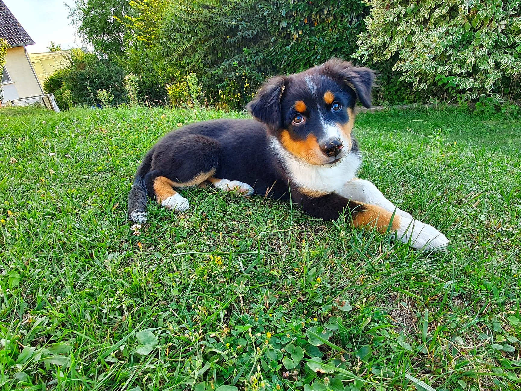 Panache participe au concours pour gagner de l'argent avec cette photo : appenzeller_sennenhund, australian_collie, australian_shepherd, canidae, carnivore, companion_dog, dog, dog_breed, english_shepherd, grass, herding_dog, mammal, miniature_australian_shepherd, plant, puppy, rare_breed_dog, sporting_group, vertebrate, welsh_sheepdog, working_dog