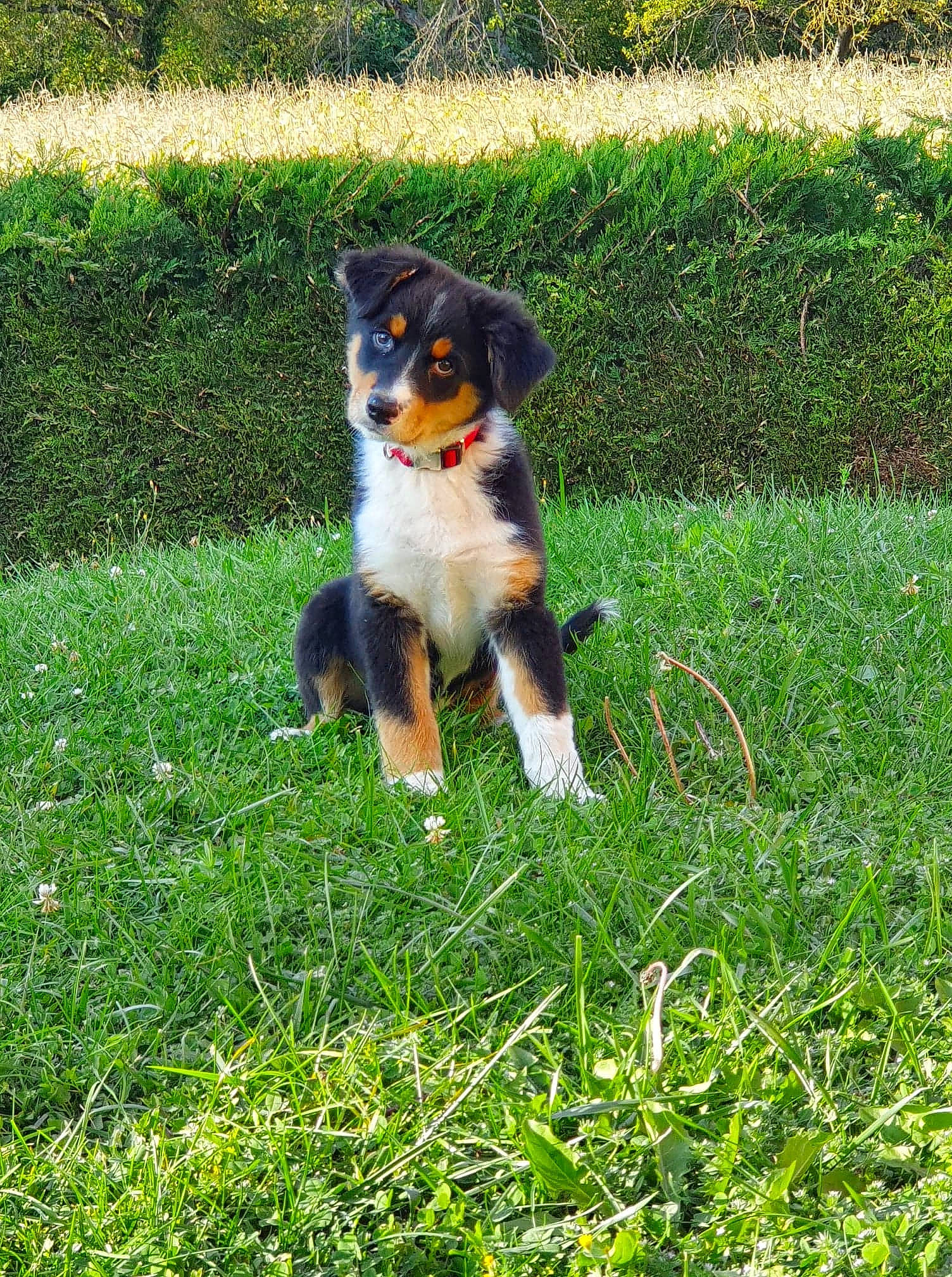 Panache participe au concours pour gagner de l'argent avec cette photo : appenzeller_sennenhund, australian_shepherd, bernese_mountain_dog, canidae, carnivore, companion_dog, dog, dog_breed, english_shepherd, entlebucher_mountain_dog, grass, mammal, miniature_australian_shepherd, plant, puppy, rare_breed_dog, sporting_group, vertebrate, welsh_sheepdog, working_dog