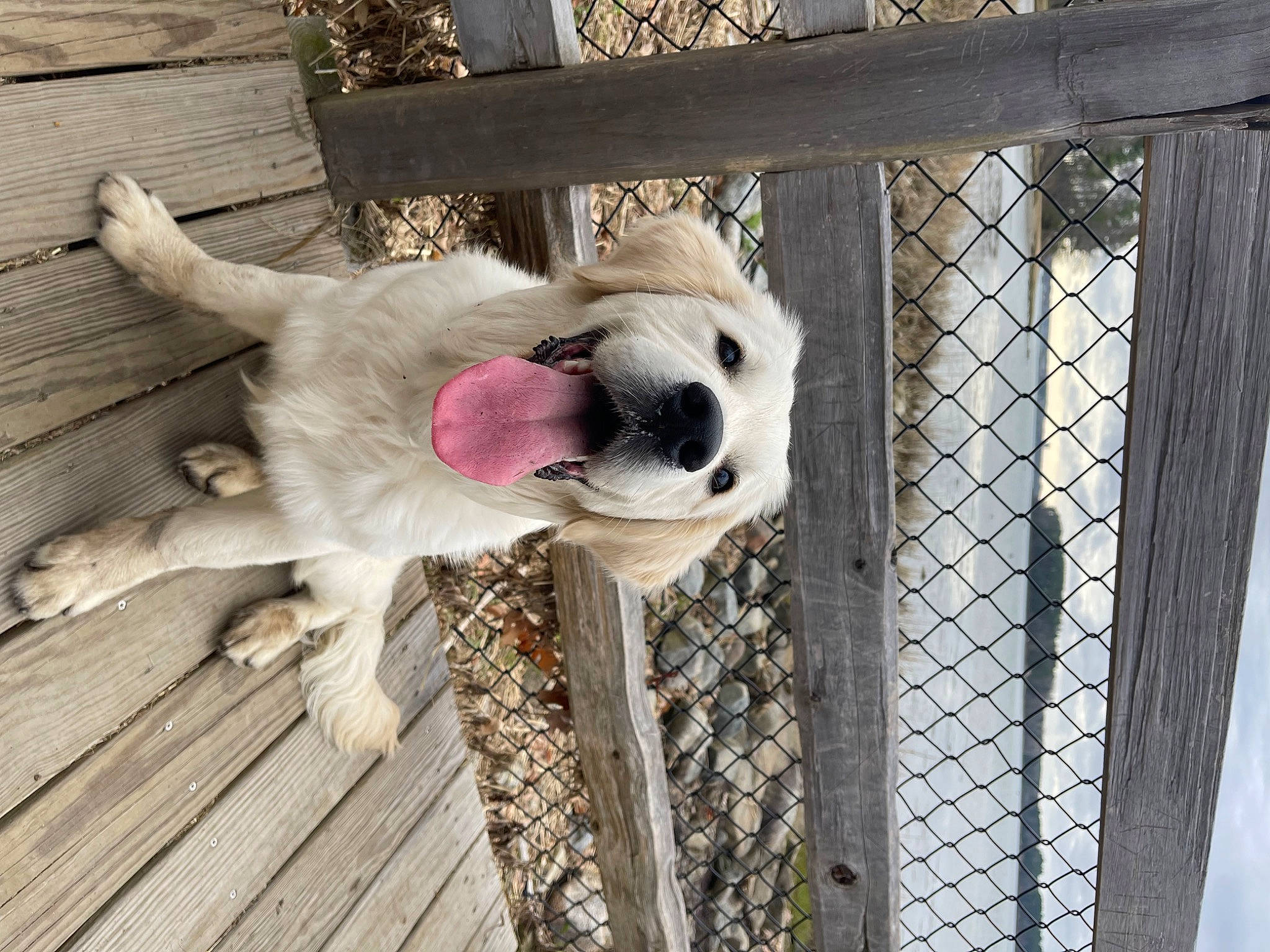 Griffin joined the competition — help win amazing prizes! animal_shelter, carnivore, collar, companion_dog, dog, dog_breed, dog_collar, dog_supply, fawn, fence, fur, mesh, metal, pet_supply, sporting_group, tail, terrestrial_animal, wire_fencing, wood, working_animal