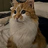 Twinkie joined the competition — help win amazing prizes! alert, animal, bed, blanket, cat, cozy, cute, domestic_cat, ears, feline, fluffy, home, indoor, orange_cat, pet, portrait, sitting, soft_lighting, whiskers, white_fur
