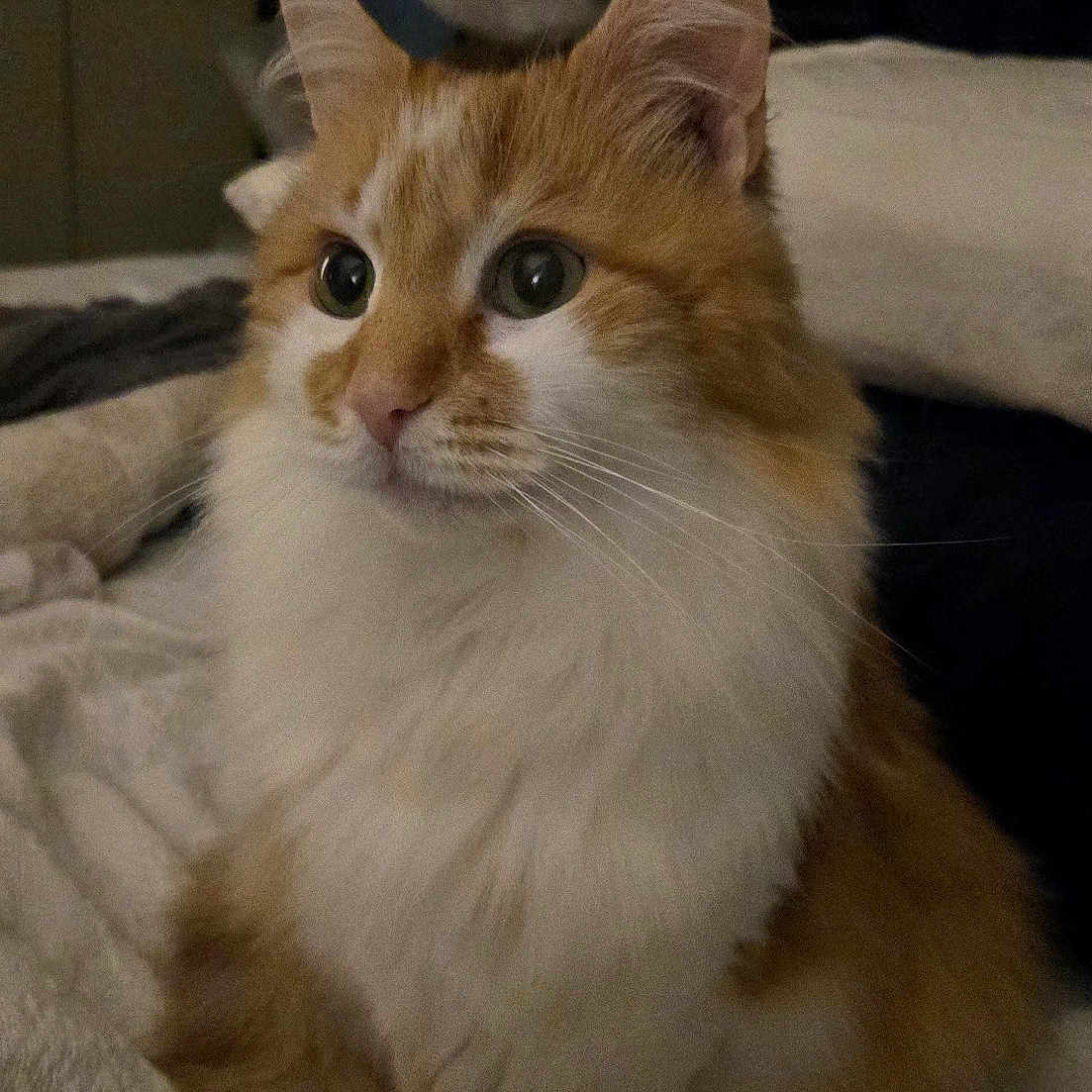 Twinkie